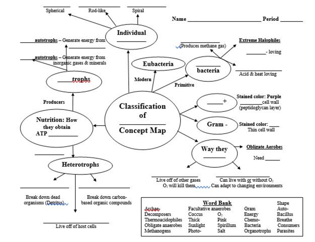 bacteria concept map - Classification of Bacteria Concept Map/Graphic Organizer - Amped