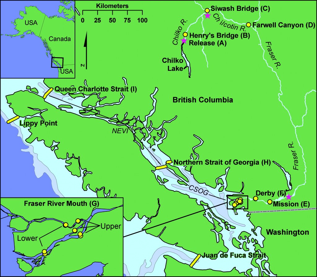 chilko lake british columbia map - Quantifying survival of age- Chilko Lake sockeye salmon during